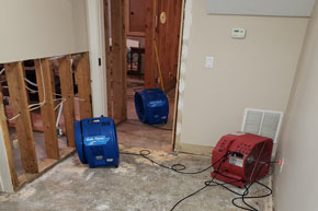 MOLD REMOVAL
