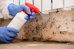 MOLD REMOVAL